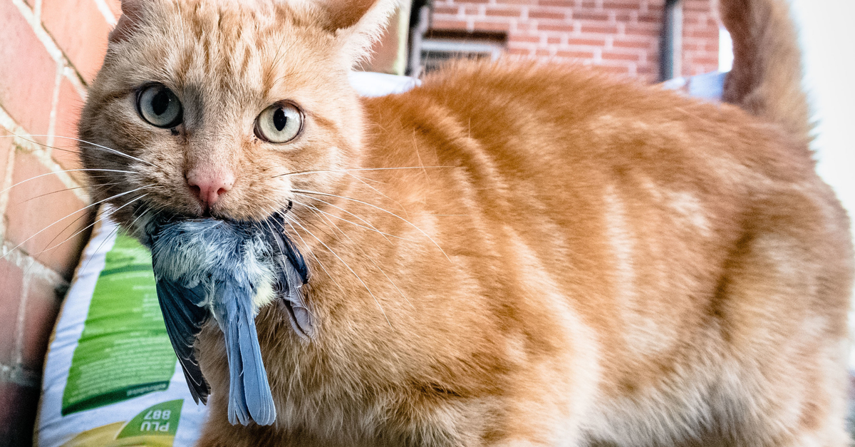 Hausarrest Für Katzen Soll Seltene Vögel Schützen 7333